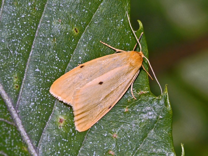 Una piccola falena gialla - Cybosia mesomella